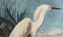 Snowy Heron on White White feathered Bird (Heron)