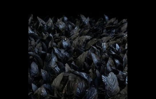 The Clearing, 2014 Dark image of leaves with highlights