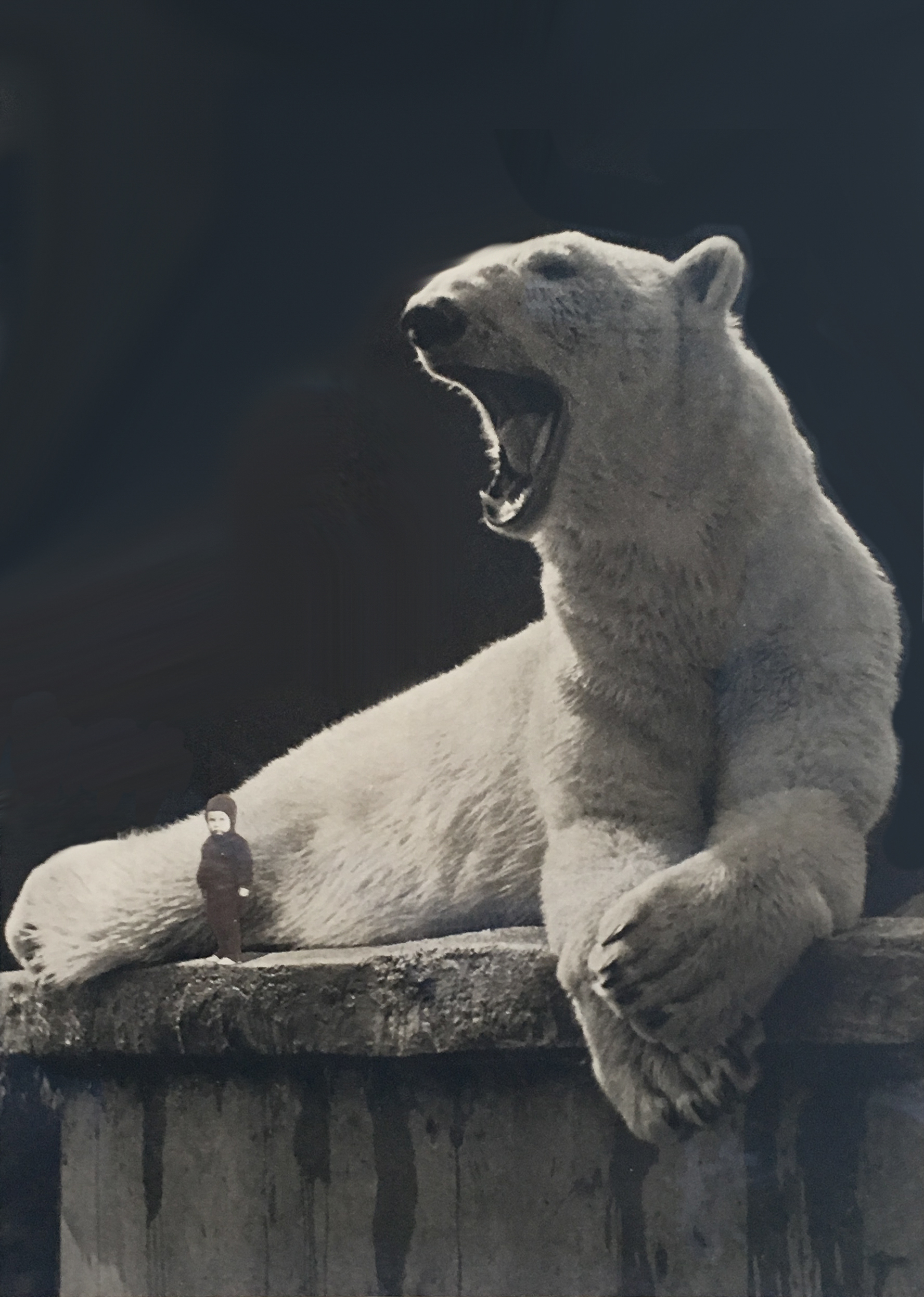 Polar Bear O’Reilly